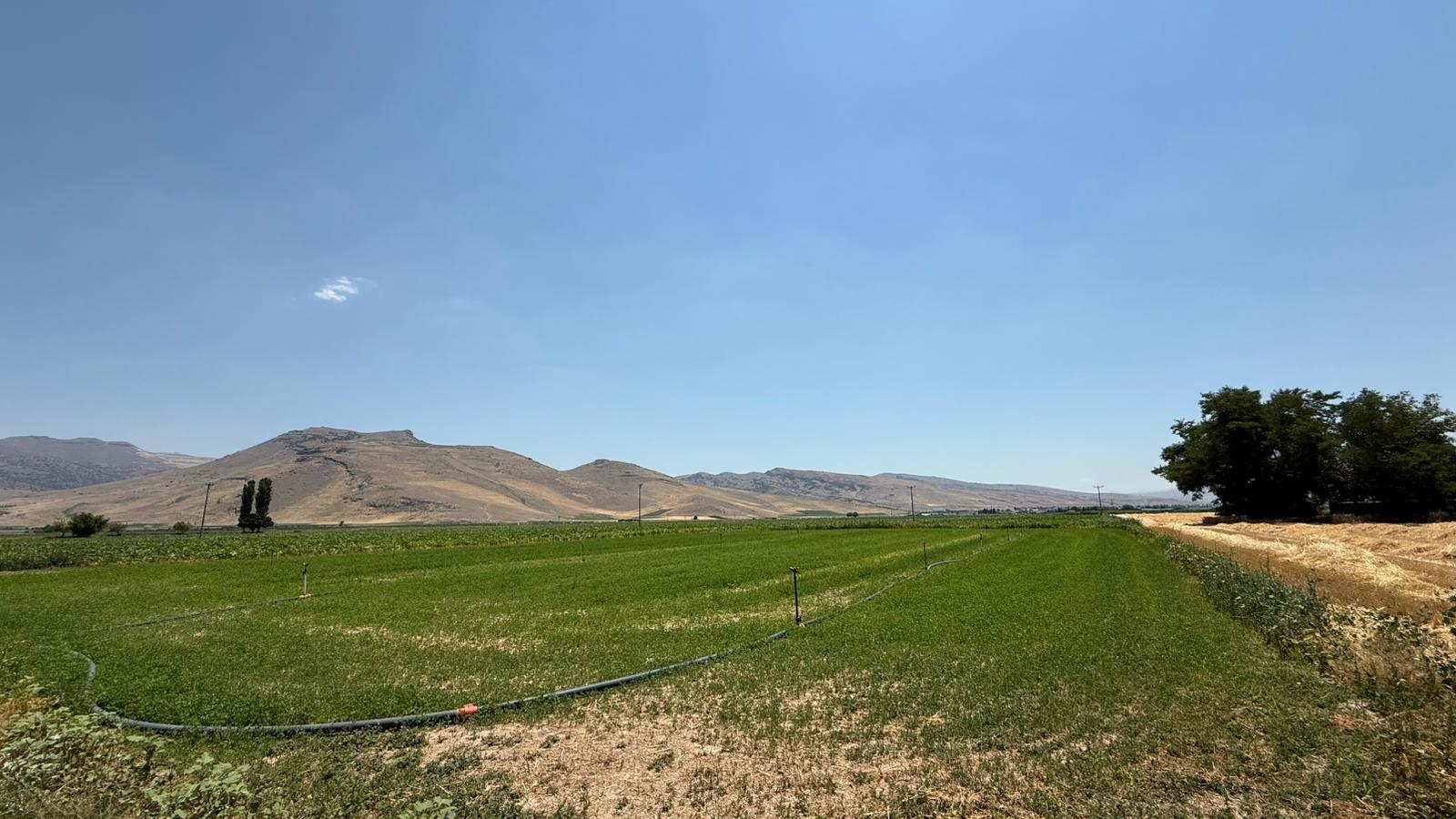 KAYSERİ DEVELİ ZİLE MAHALLESİ ÖRENTEPE MEVKİİNDE SATILIK TARLA